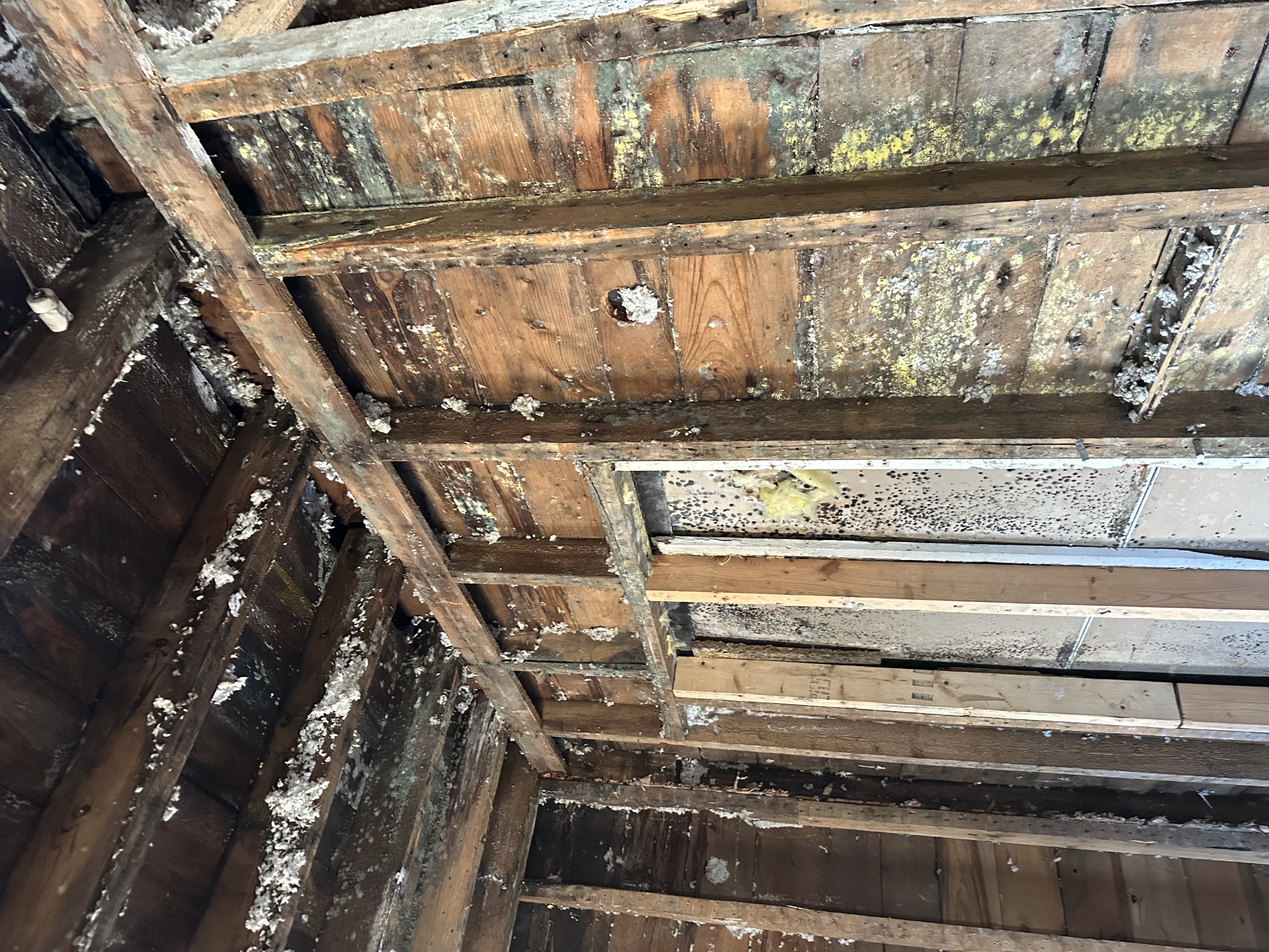 Mold damage on wooden studs and ceiling in Nowthen